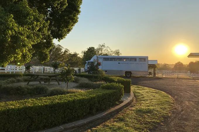 ペッパーツリー